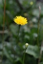 Rough Hawkbit Royalty Free Stock Photo