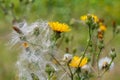 Rough Hawksbeard Crepis biennis plant blooming in a meadow Royalty Free Stock Photo