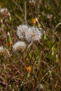 Rough Hawksbeard Crepis biennis plant blooming in a meadow Royalty Free Stock Photo