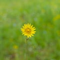 Rough hawksbeard flower in a wild field Royalty Free Stock Photo