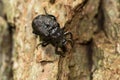 Rough Hermit Beetle - Osmoderma scabra