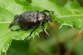 Rough Hermit Beetle - Osmoderma scabra