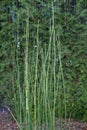 Rough horsetail plant in a garden Royalty Free Stock Photo