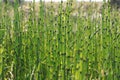 Rough horsetail stems Royalty Free Stock Photo