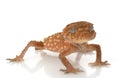 Rough Knob-tailed Gecko Royalty Free Stock Photo