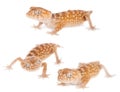 Rough Knob-tailed Gecko isolated on white Royalty Free Stock Photo