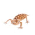 Rough Knob-tailed Gecko on white Royalty Free Stock Photo