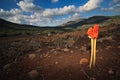 Rough landscape with lost orange plant