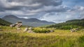 Rough landscape with massive boulders, meadow and forest, illuminated by sunlight in MacGillycuddys Reeks mountains Royalty Free Stock Photo