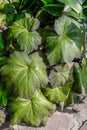 Rough Leaf Begonia