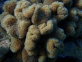 Rough leather coral or toadstool leather coral (Sarcophyton glaucum) undersea, Red Sea