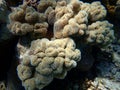 Rough leather coral or toadstool leather coral (Sarcophyton glaucum) undersea, Red Sea