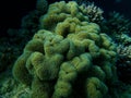 Rough leather coral or toadstool leather coral (Sarcophyton glaucum) undersea, Red Sea