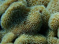 Rough leather coral or toadstool leather coral (Sarcophyton glaucum) undersea, Red Sea