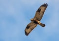 Rough-legged buzzard Buteo lagopus flies high in blue sky with spreaded wings