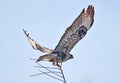 The rough-legged buzzard Buteo lagopus