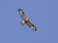 Rough-legged buzzard in flight.