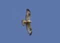 Rough-legged buzzard soaring in the blue sky-1. Royalty Free Stock Photo