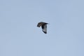 Rough-legged Hawk (Buteo lagopus) in flight at Clearview EcoPark Royalty Free Stock Photo