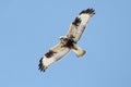 Rough-legged Hawk (Buteo lagopus) Royalty Free Stock Photo