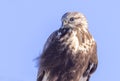 A Rough-legged hawk closeup perched along a country road in Canada