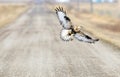 Rough Legged Hawk In Flight with mouse