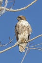 Rough legged hawk perched on branch