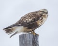 Rough-legged Hawk on a Post