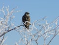 Rough-legged Hawk on Icy Tree Limb Royalty Free Stock Photo
