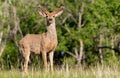 A Shaggy Mule Deer Buck with Velvet Antlers