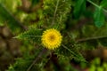 Rough milk thistle flowered, thistle-like plants in the genus Sonchus Royalty Free Stock Photo