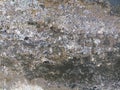 rough and mossy old cement wall surface Royalty Free Stock Photo