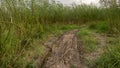 Rough Muddy Path Surrounded with Tall Green Trees and Grass - Rural Road after the Rain Royalty Free Stock Photo