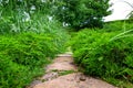 Rough natural stone footpath paved in green backyard.