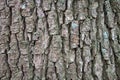 Colorful tree bark in nature. textured, organic