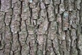 Colorful tree bark in nature. textured, organic