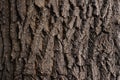 Rough natural texture. Dark brown tree bark