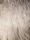 Rough natural white sheepskin