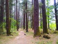 Rough path in a forest of pine trees