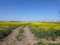 Rough path through large rapeseed fields