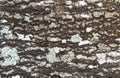 Rough Pattern of Tree trunk background texture