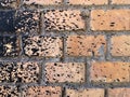 Rough peach brick wall splattered with black resin Royalty Free Stock Photo