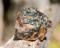 Rough piece of included Blue Amber from Indonesia on wood branch in the forest