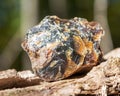 Rough piece of included Blue Amber from Indonesia on wood branch in the forest