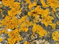 Rough rock covered with orange lichen, texture background Royalty Free Stock Photo