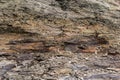 Rough rocky mountain texture. Sedimentary rock texture Royalty Free Stock Photo