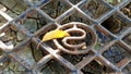 Rough rusty metal lattice with rhombus pattern and single yellow leaf