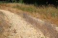 Rough sandy track leading through coarse grass into the distance