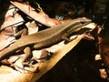 Rough-scaled Brown Skink in Malaysian Borneo