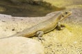 Rough-scaled plated lizard on the sand Royalty Free Stock Photo